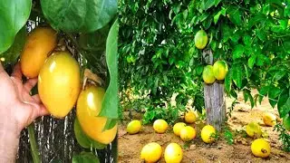 Como Plantar Maracujá, Veja nossa incrível produção (início, meio e fim)