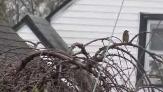 Some Birds Flying Around In The Nice Cool Rain Shower...