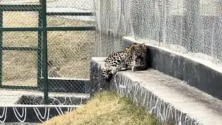 Swat Zoo 