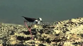 Black-winged Stilt, Himantopus himantopus, G&oacute;lyat&ouml;cs
