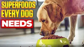 Top 10 Superfoods for Dogs &ndash; Vet-Approved Nutrition That Actually Works