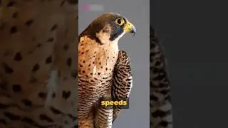 Feathered Facts: Unveiling the Unique World of Birds #animals #trending #viral #english #shorts