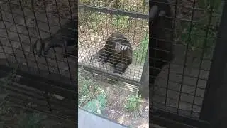 Шимпанзе умеют веселить публику! Тайган