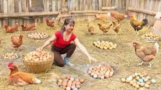 Timelapse - Harvest 1000+ Chicken Eggs from Nests Go to Market Sell