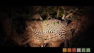 On&ccedil;afari Project - preserving the Brazilian jaguars and maned wolves
