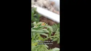 Summer STEM Activities: Nature Scavenger Hunt