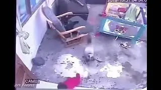 Cat Saves Baby From Falling Down The Stairs 😱😱 #respect #cat