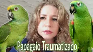 Papagaio Traumatizado