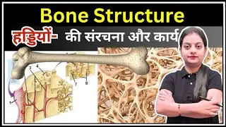 Bone Structure - हड्डियों की संरचना | Anatomy and Physiology | Skeleton System | Biology