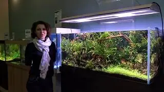 Акваскейп в салоне 