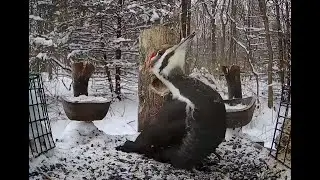 The Bird Perch Live - Snowy Bird Feeder with Cardinals, Blue Jays, Titmouse, and more! - 1/27/2026