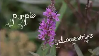 Purple Loosestrife - Invasive Species
