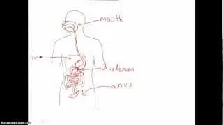 Overview of Digestion