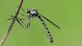 Leptogaster cylindrica