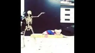 Funny Skeleton Dance With My Kitten