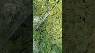 Corrigan Suspension Bridge, Tarra-Bulga National Park (drone)