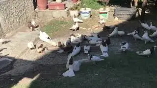 Balli Elbasani Tani 30