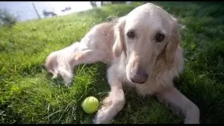 Keep Pets Safe in the Hot Weather, Safety Tips