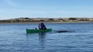 Sea Otters Climb Onto and Into Kayak in Morro Bay, California