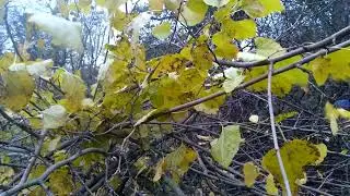 Yellow leaves of apple tree in Cherkasy region, Ukraine 20221105