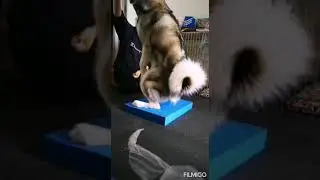 malamute obedience position