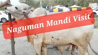 Naguman Mandi Charsadda Peshawar.. Update 19 June, 2022.. Short visit...