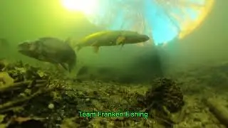 Hecht auf Streifzug - Gopro im Verfolgermodus