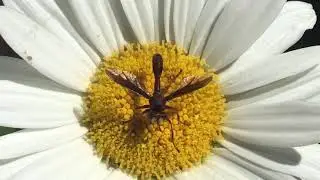 Physocephala sp. (Probably Physocephala burgessi) or Thick-headed fly on Daisy
