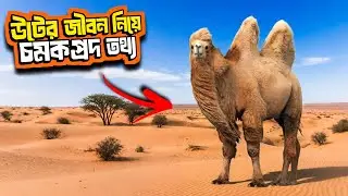 Amazing facts about the life of a camel. Secrets of the Desert Survivor-Camel Facts.