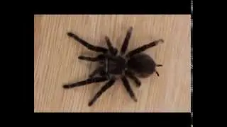 Tarantula Walk Cycle