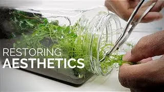 Conducting maintenance and restoring the aesthetics of the moss wall terrarium after 8 months