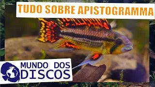 APRENDA TUDO SOBRE APISTOGRAMMA ! E VENHA VER OS APISTOGRAMMAS AQUI NA LOJA!