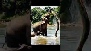 Elephant Fights Back Against Python To Save Its Calf #animals #python #elephant