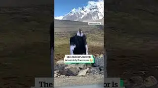 The Andean Condor is absolutely enormous 😳