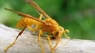 Yellow paper wasps, scientifically known as Polistes dominula, are fascinating creatures