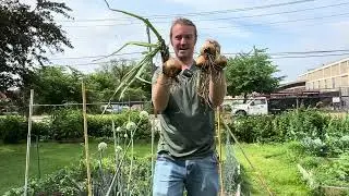 Overwintering Onions Trial Results!