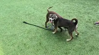 Cash (brown) and Moana (shepherd) - GCAS September '25