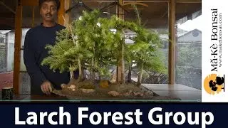 137) Larch Bonsai Forest Creation by Ravickumar at Ma-Ke Bonsai मार्क बोन्साई, London
