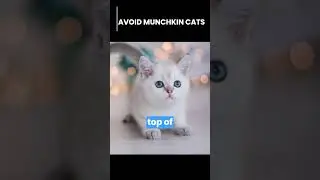 НЕ ЗАВОДИТЕ КОТА ПОРОДЫ МАНЧКИН