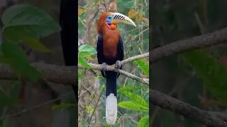 The Majestic Blyth&rsquo;s Hornbill | Nature&rsquo;s Most Colorful Bird Ever! #amazinbirdw