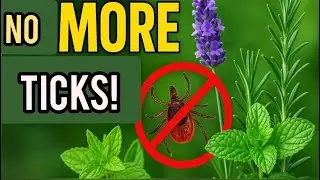 Powerful Plants That Repel Ticks All Summer Long (Naturally & Effectively!)