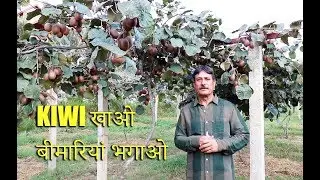 A TOUR TO KIWI FARM BY DALJIT SINGH