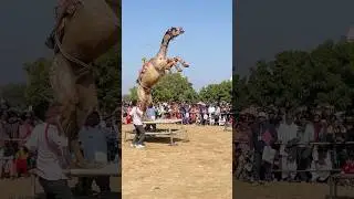 Tejal bangyo bind nacho nacho||camel nacho nacho||new camel dance 2025||#youtube#ytshorts #shorts