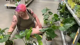 WALMART West Kelowna, Canada plant tour!  What will we find?! Me sitting on the floor?! Monsteras!!!