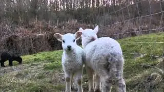 Sound Memories Radio. Lambing in Pencader