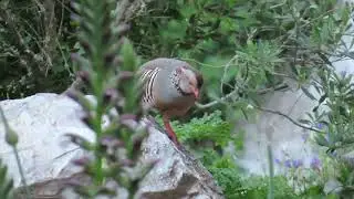 Barbary Partridge/Perdiz Moruna