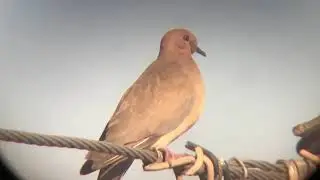 Laughing dove