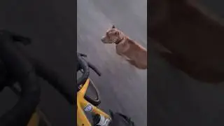 😱 Питбуль нaпaл на велосипедиста!
