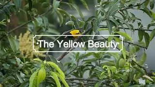 The Yellow Beauty - Black-hooded oriole Wildlife Documentary HD 720p