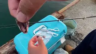 岩内漁港で初めてのサビキ釣り！夜釣りで釣れたのはまさかの・・・【釣り配信切り抜き】